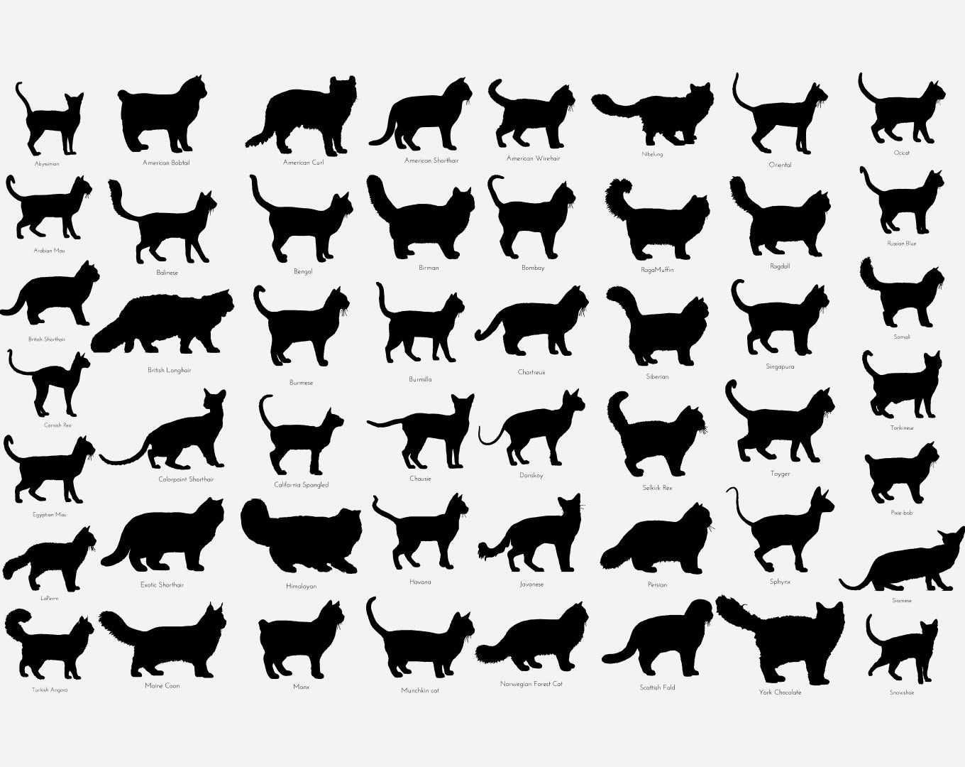 Personalized Pet Magnet